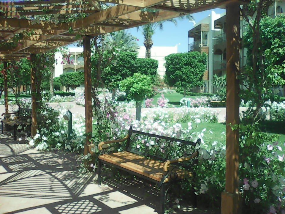 Gartenanlage Desert Rose