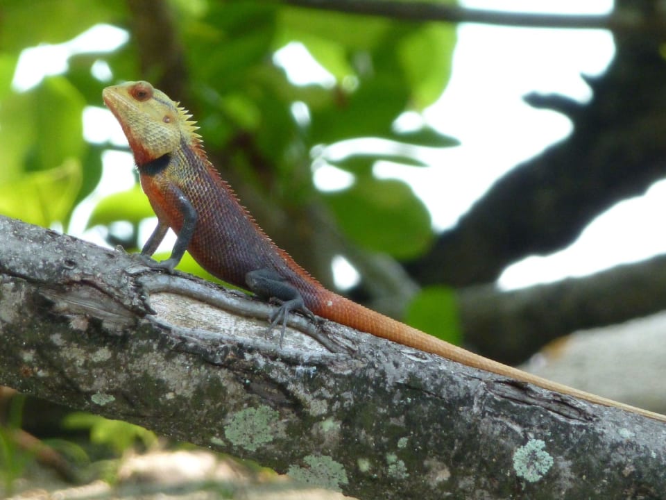 Und noch einer  LUX South Ari Atoll