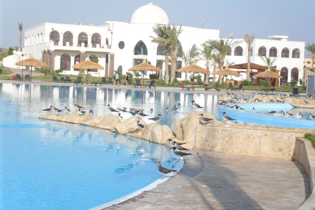 Möven am Pool Hotel Gorgonia Beach Resort