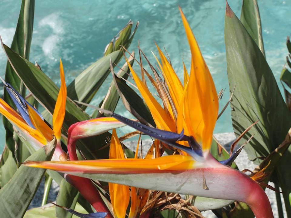 Garten Hotel Delphin Imperial