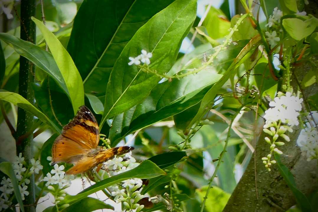 Gartenanlage Santhiya Phuket Natai Resort & Spa