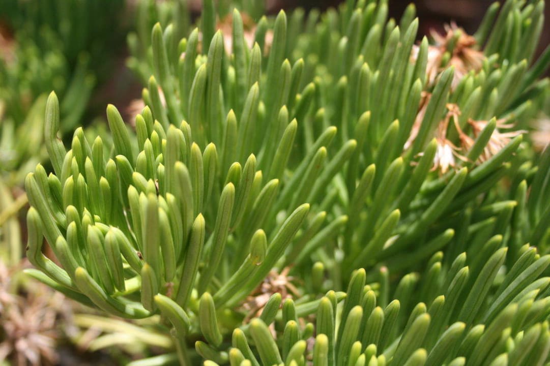 Ogród Hotel Amboseli Sopa Lodge