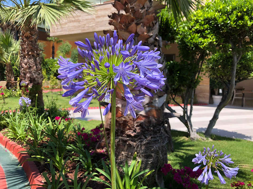 Gartenanlage Fame Residence Lara & Spa