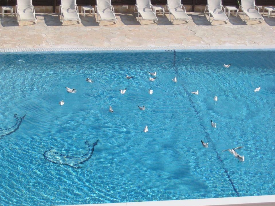 Möwen-Bad im Pool Hotel HM Gran Fiesta