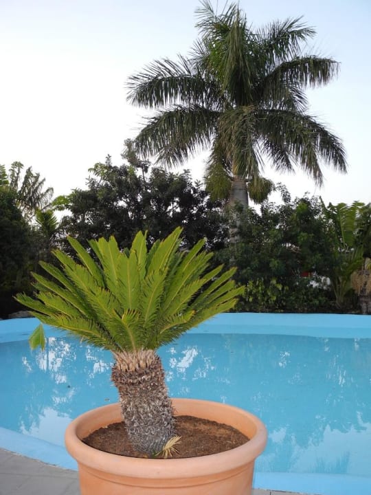Junge Palme mit Blick auf großes Vorbild Fuerteventura Princess