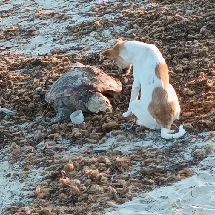 Strand Club Palm Azur