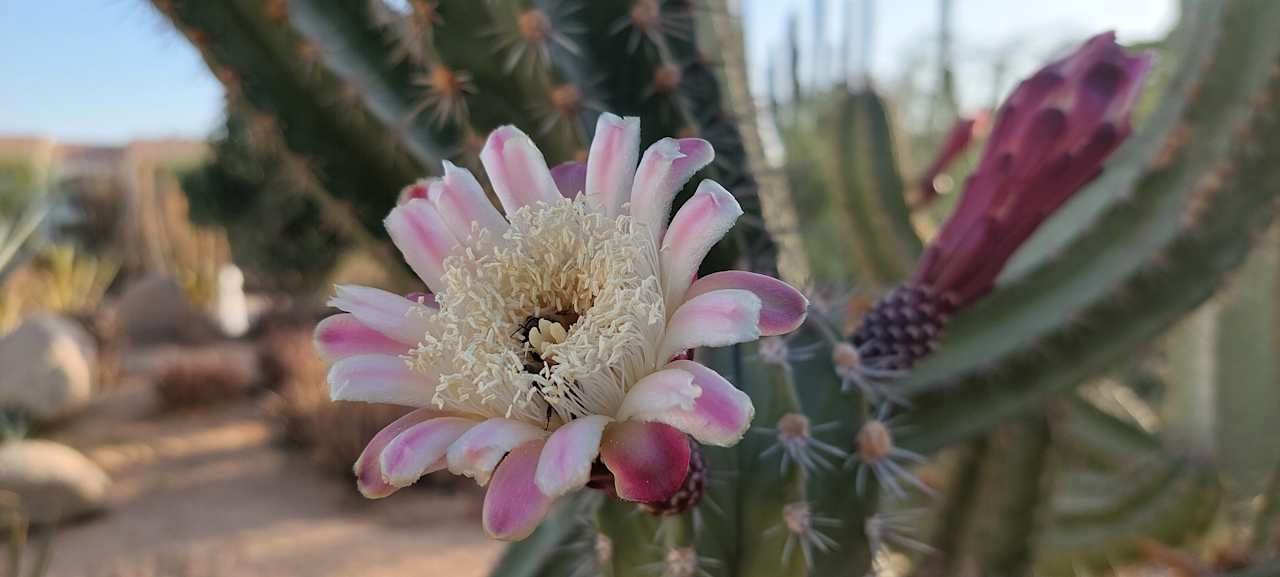 Gartenanlage Reef Oasis Blue Bay Resort
