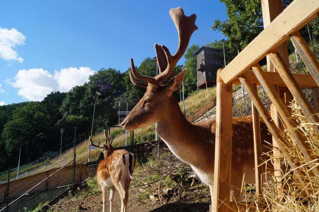 Auf unser Tiergehege REGIOHOTEL Schanzenhaus Wernigerode