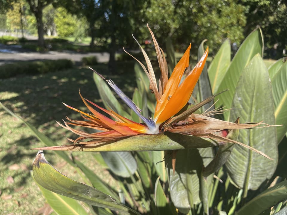 Gartenanlage Maritim Resort & Spa Mauritius