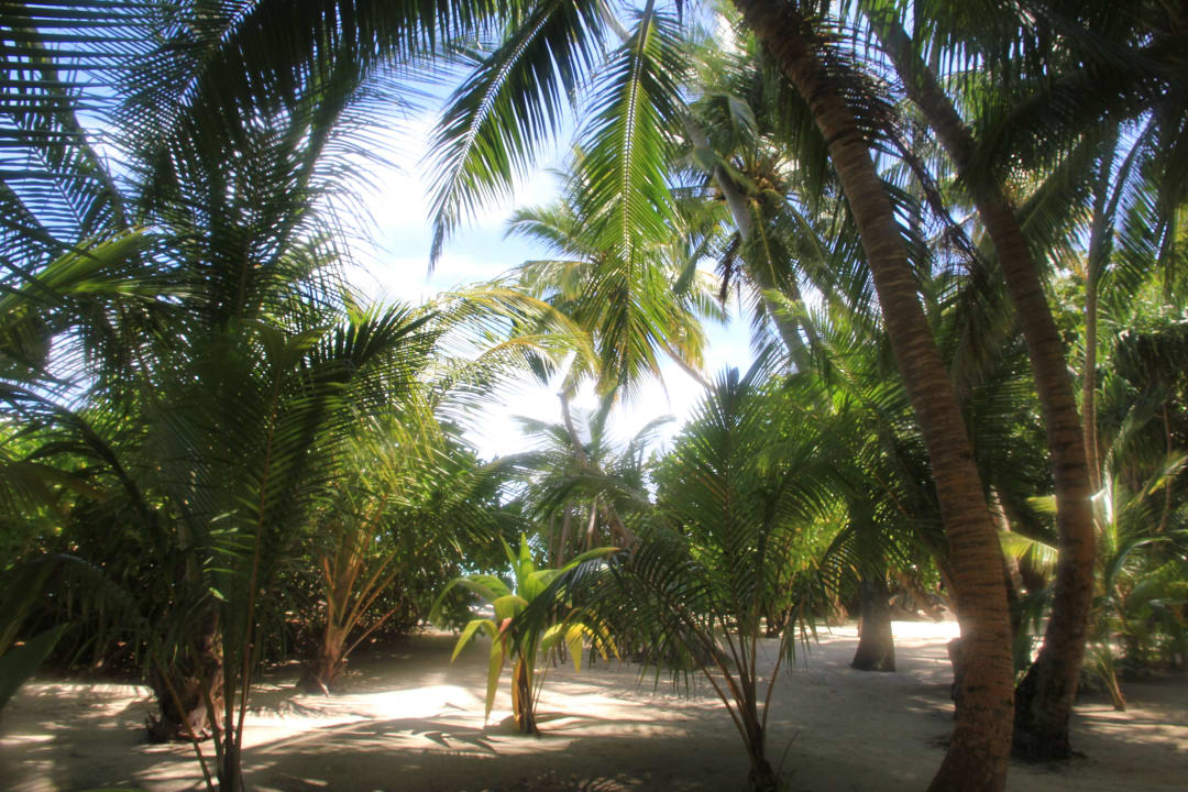 Wunderbarer Dschungel Kuramathi Maldives