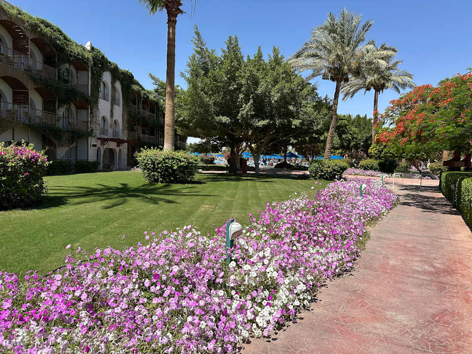 Gartenanlage Desert Rose