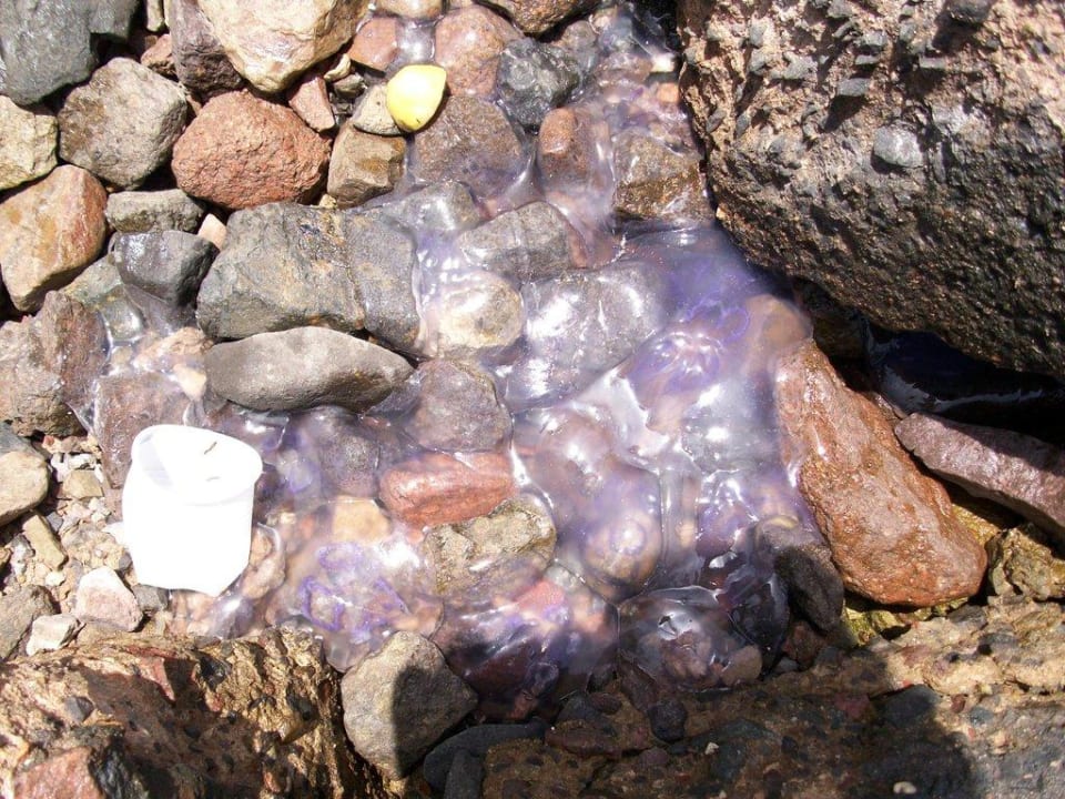 Quallenplage Stella Beach Resort & Spa Makadi Bay