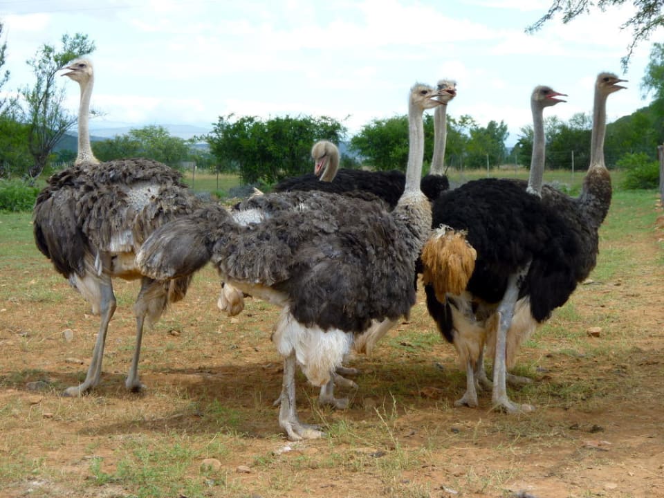 Strauße Montana Guestfarm