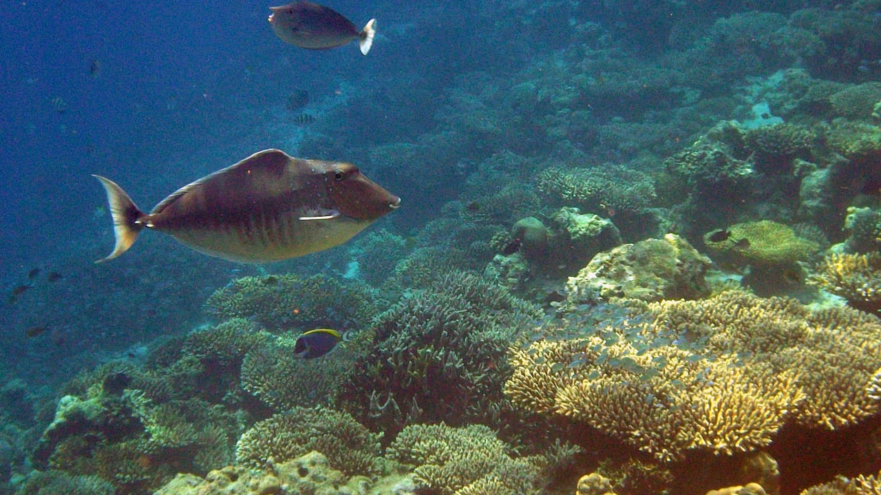 Wie schön Kuredu Island Resort & Spa