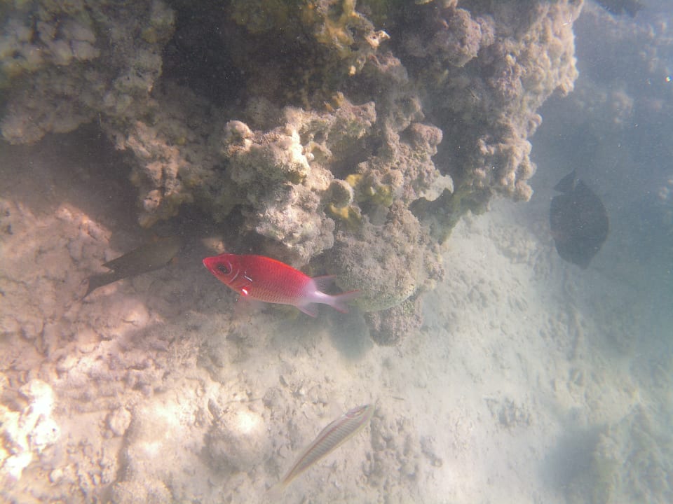 Strand Stella Beach Resort & Spa Makadi Bay