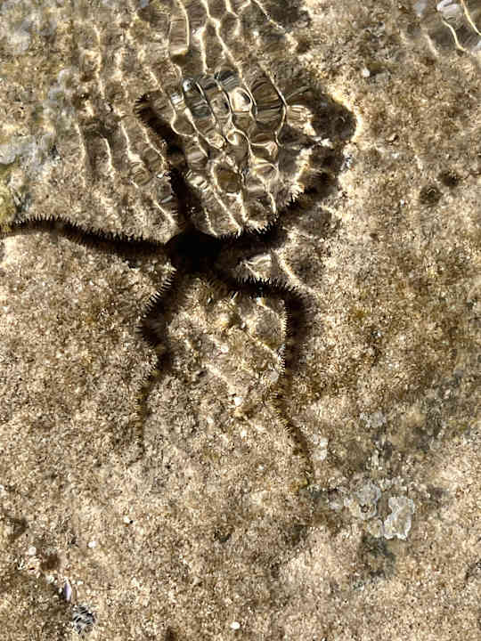 Strand Serenity Alpha Beach