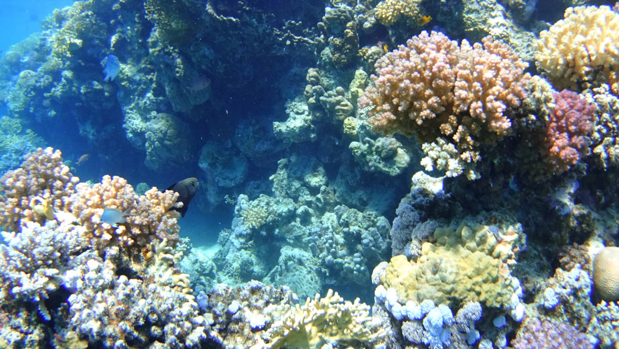 Strand Steigenberger Coraya Beach - Adults only