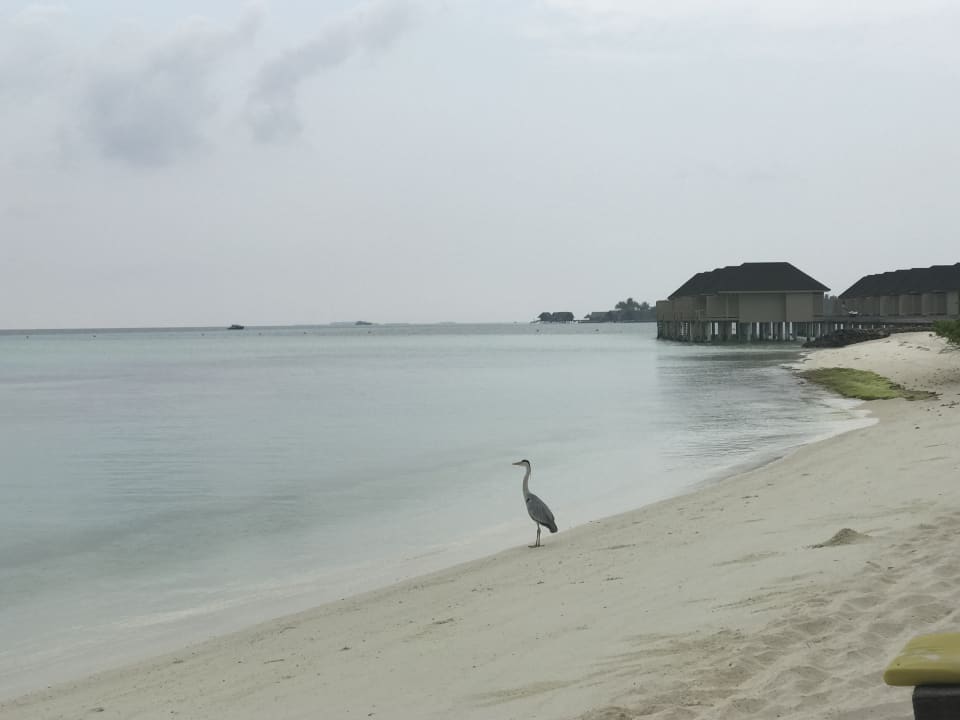 Strand Summer Island Maldives