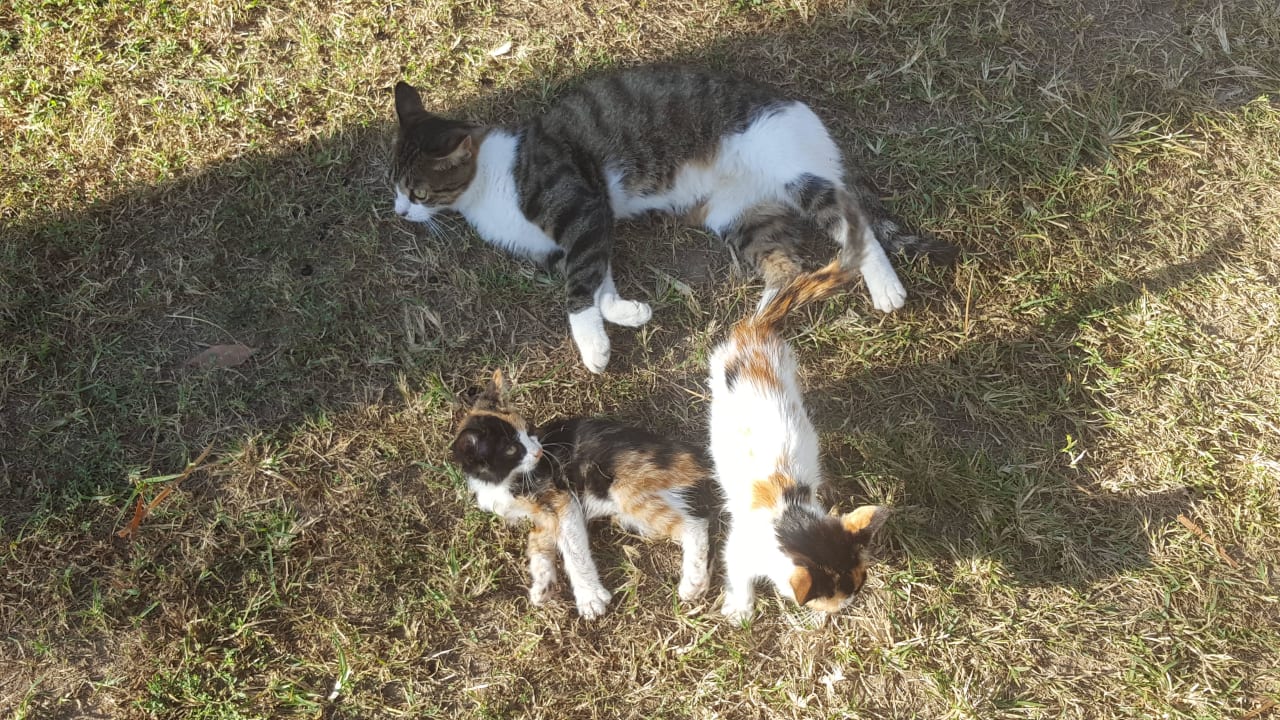 Sterbenskrank, Urlauber kümmerten sich!  Hane Family Resort