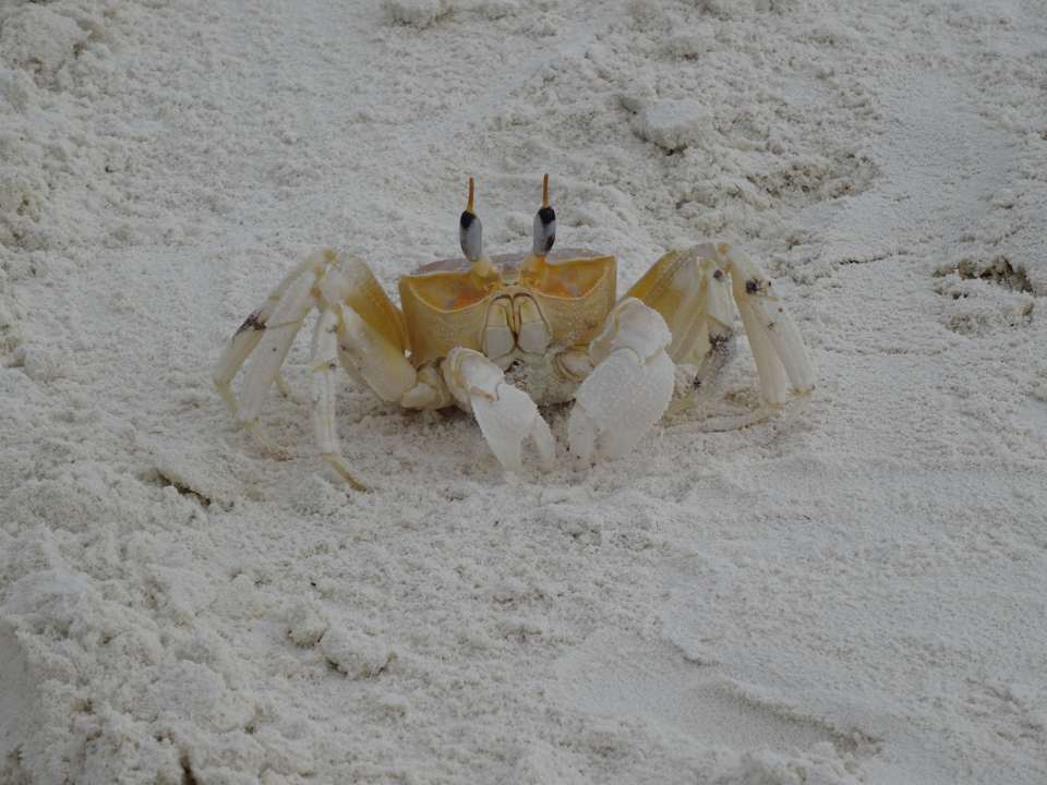 Krebs Meeru Maldives Resort Island