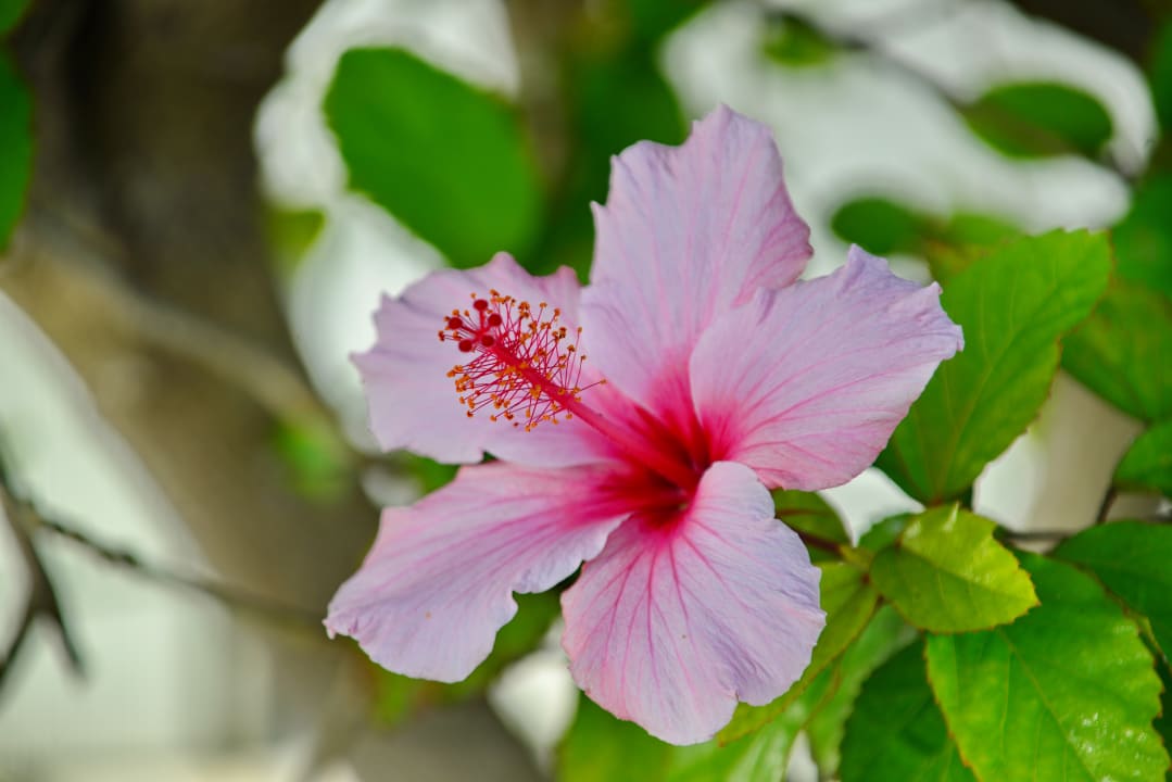 Gartenanlage Hotel Panoramica Garden
