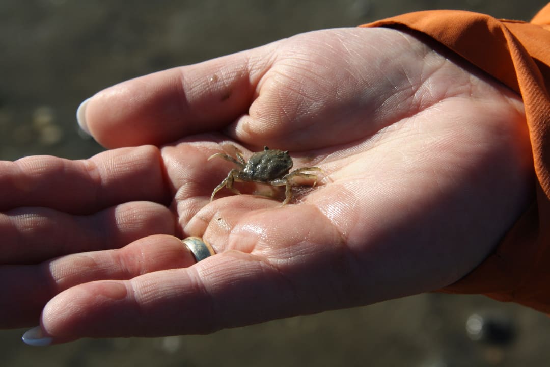 Mal kein Wattwurm Center Parcs Park Nordseeküste