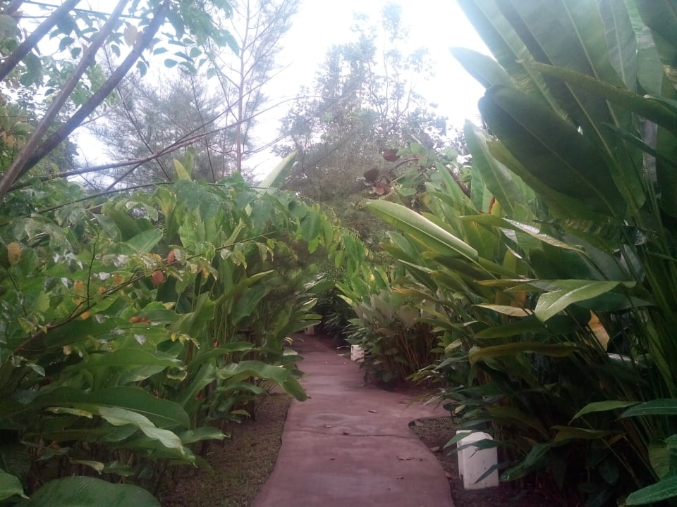 Typischer Weg im Garten Bangsak Village