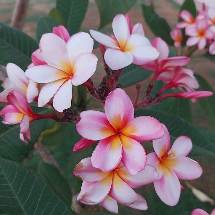 Gartenanlage Three Corners Sea Beach Resort