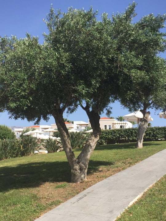 Gartenanlage Atlantica Marmari Palace