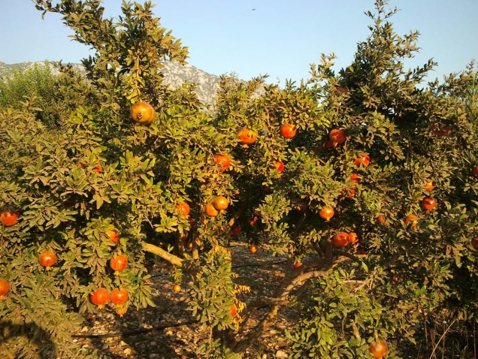 Gartenanlage LYKIA lodge | home of happiness