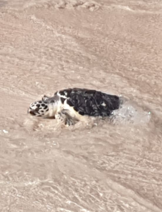 Strand Saadiyat Rotana Resort &  Villas