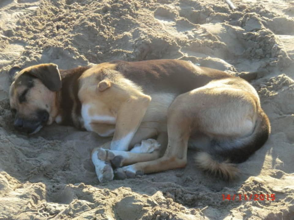 Urlaub - Pur Arum Barut Collection