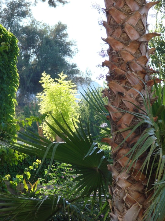  Pflanzenwelt Lindos Mare Lindos Mare, Seaside Hotel