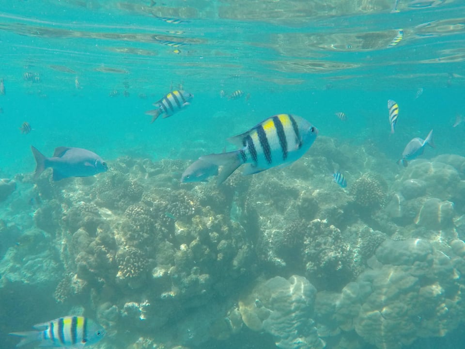 Fische Kuramathi Maldives