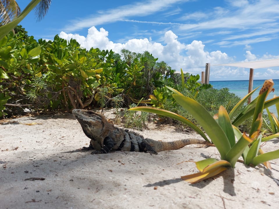 Gartenanlage Akumal Bay Beach & Wellness Resort