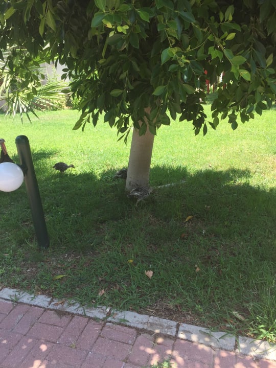 Freilaufende Hühner VONRESORT Golden Beach