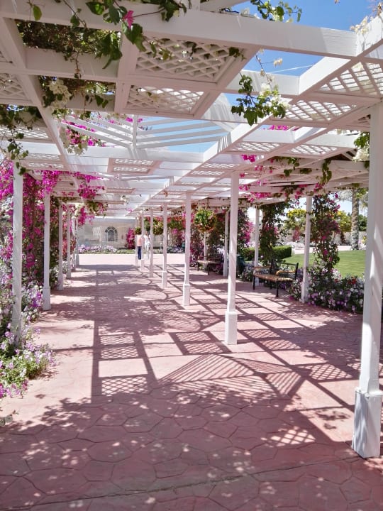 Gartenanlage Desert Rose