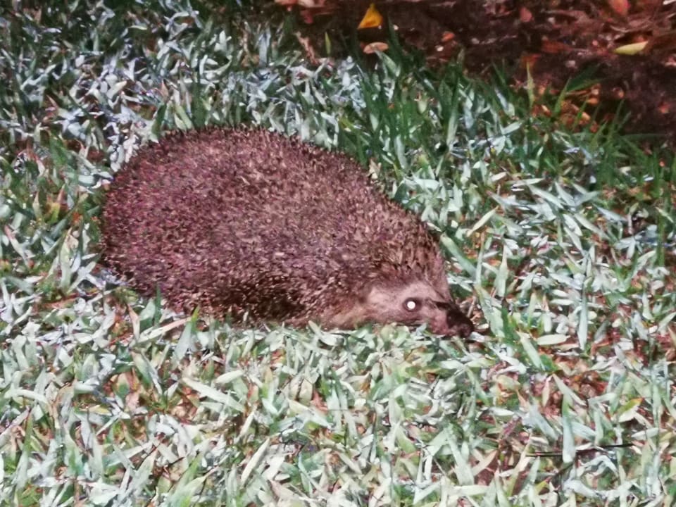 Gartenanlage Megasaray Club Belek