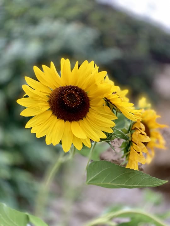 Gartenanlage Hotel Kalithea Horizon Royal