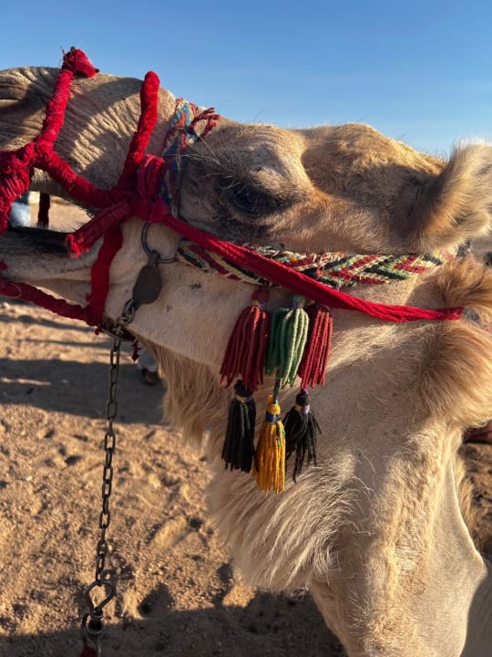 Sport & Freizeit ROBINSON SOMA BAY