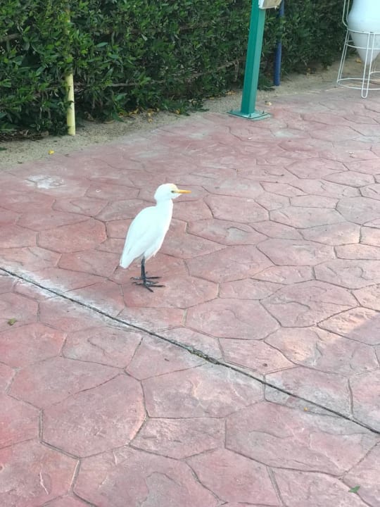 Sonstiges Desert Rose