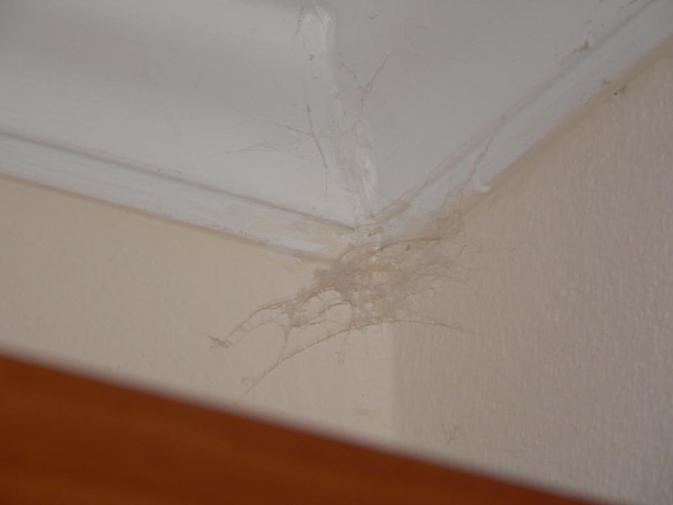 Nad glowami w rogach Porto Bello Beach