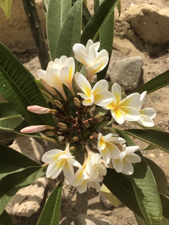 Gartenanlage Akassia Swiss Resort