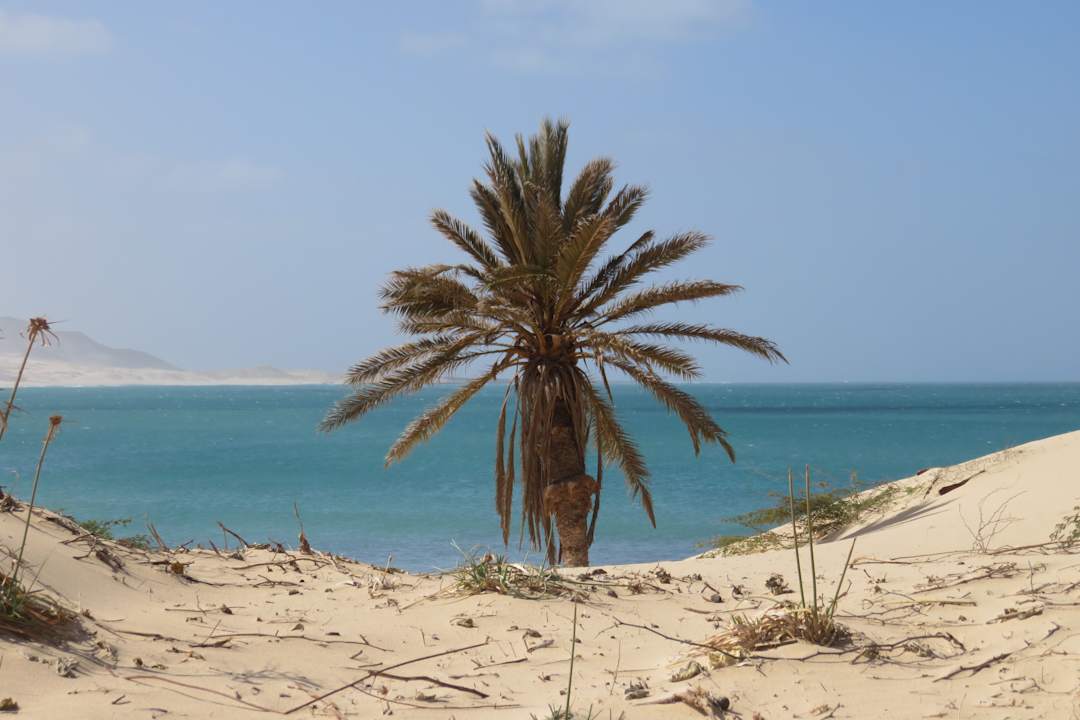 Palme bei der alten Ziegelei. VOI Praia De Chaves Resort