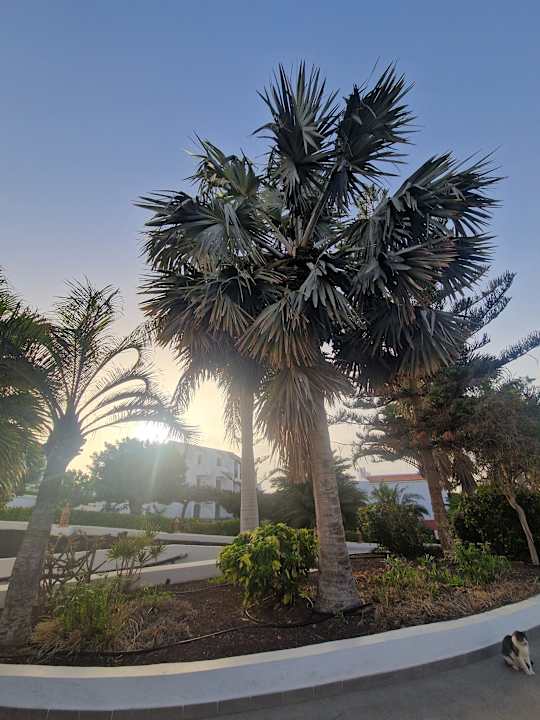 Gartenanlage Fuerteventura Princess