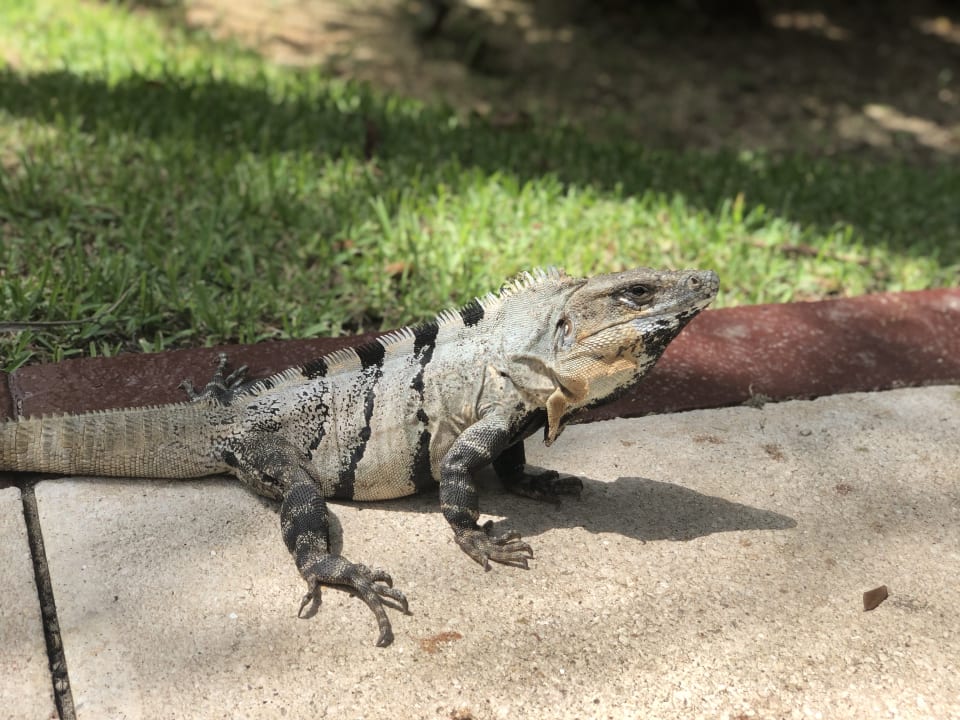 Gartenanlage Grand Palladium Kantenah Resort & Spa