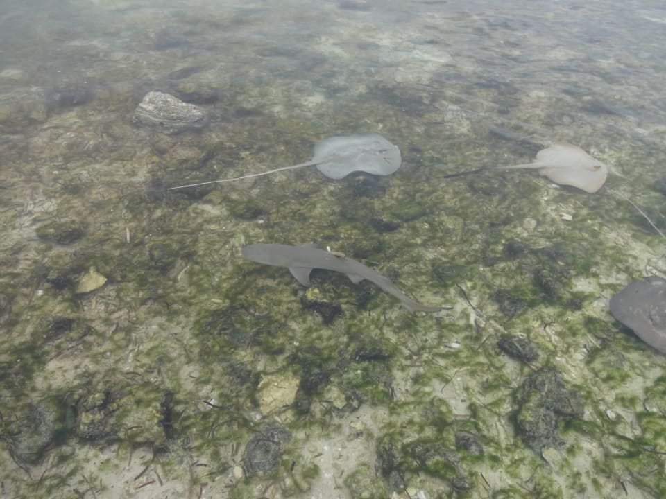 Kindergarten Kuredu Island Resort & Spa