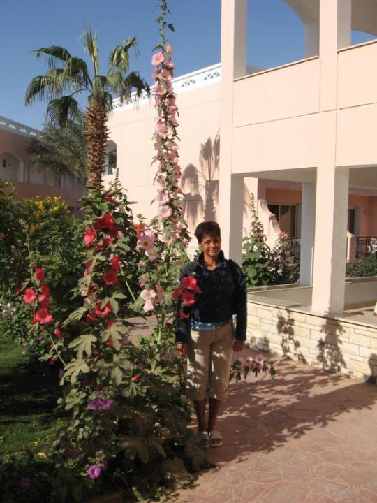 Monster- Fingerhüte Beach Albatros Resort