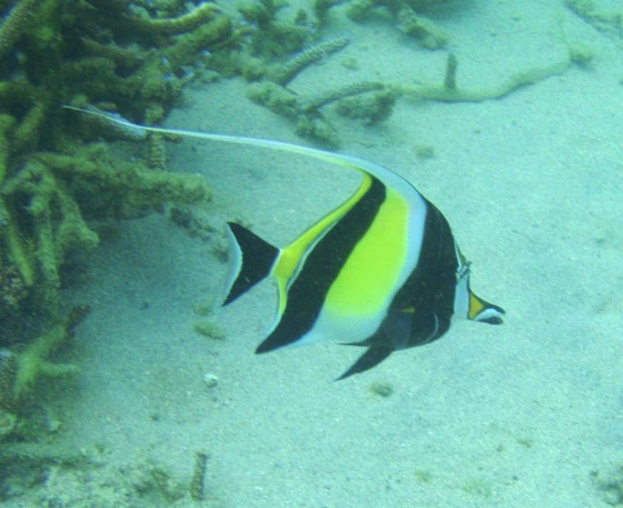 Schnorcheln am Hotel Hotel Villas Caroline