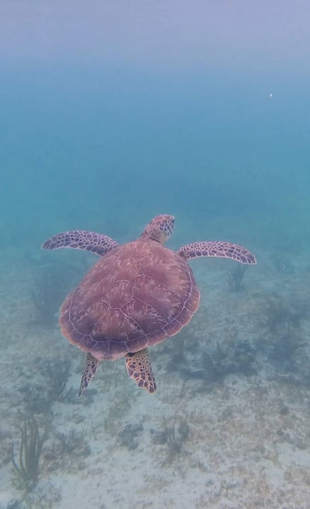 Strand Akumal Bay Beach & Wellness Resort